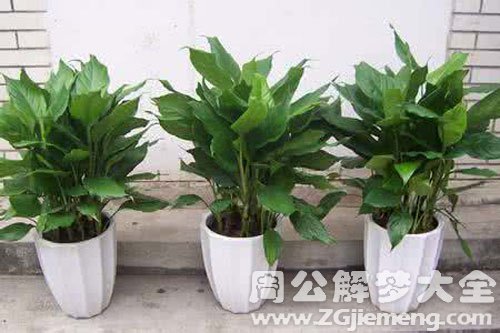 万年青开花 万年青开花