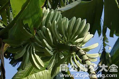 香蕉树上有香蕉 香蕉树上有香蕉