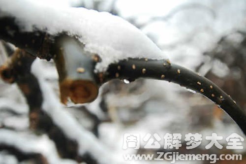 梦见雪融化 梦见雪融化