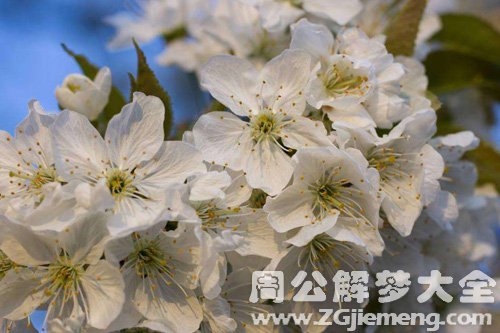 梦见樱桃树开花