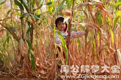 玉米地掰玉米 玉米地掰玉米
