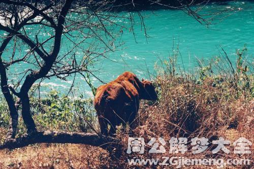 绿色的江水 绿色的江水