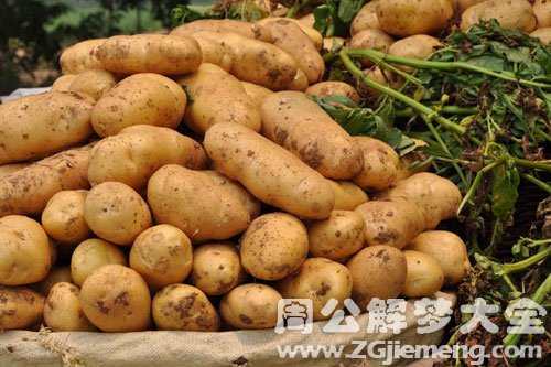 土豆大丰收 土豆大丰收