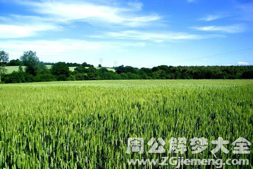 梦见绿色的麦田