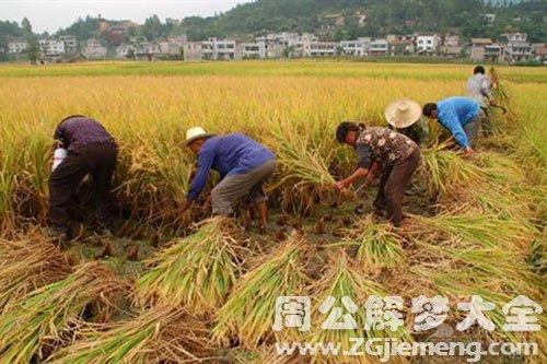 在田里收稻谷