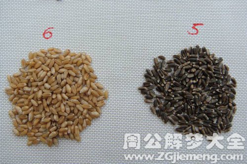 梦见麦子发黑 梦见麦子发黑