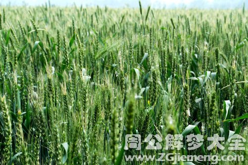 梦见麦子是绿的 梦见麦子是绿的