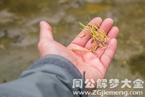 梦见稻谷发芽 梦见稻谷发芽