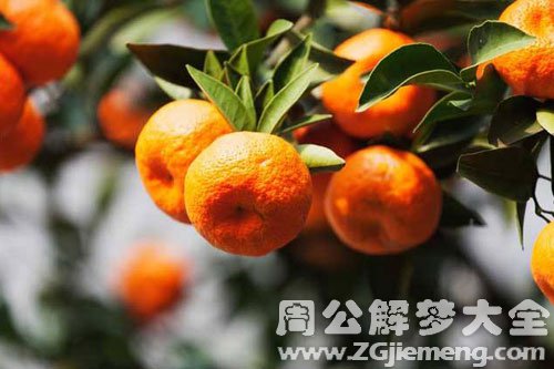 树上好多橘子 树上好多橘子