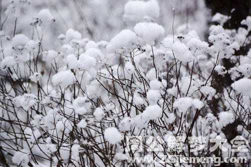 梦见雪花飘飘