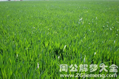 绿色麦苗