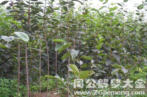 梦见柿子树苗 梦见柿子树苗