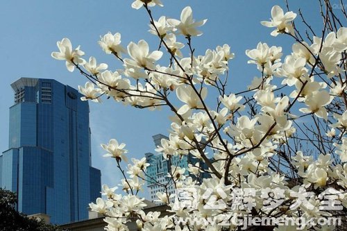 梦见很多玉兰花 梦见很多玉兰花