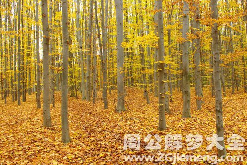 满地树叶 满地树叶