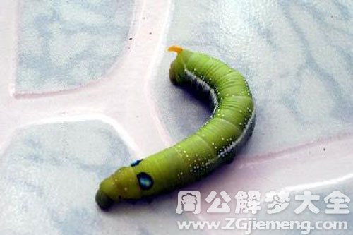 食物里有虫子 食物里有虫子