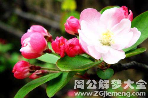 梦见海棠 梦见海棠