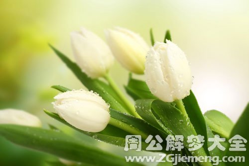 白色鲜花 白色鲜花