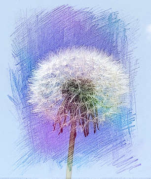 梦见蒲公英