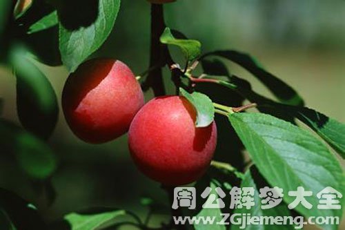 梦到李子树 梦到李子树