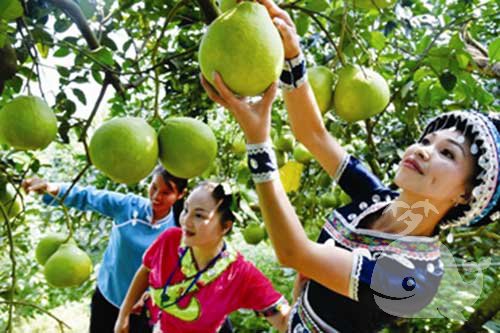 梦见摘柚子 梦见摘柚子