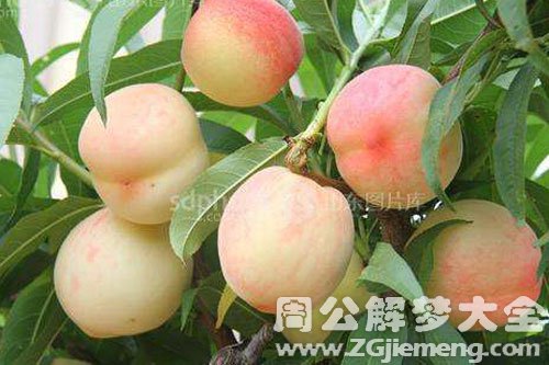 果园摘桃子 果园摘桃子