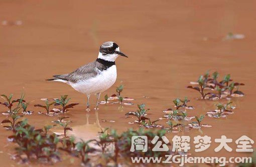 梦见泥巴水 梦见泥巴水