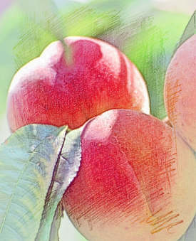 梦见桃树结满桃子