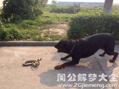 梦见蛇和狗打架.jpg 梦见蛇和狗打架.jpg