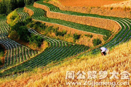 梦见丰收 梦见丰收