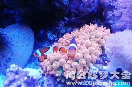 梦见在海洋里观赏鱼类 梦见在海洋里观赏鱼类