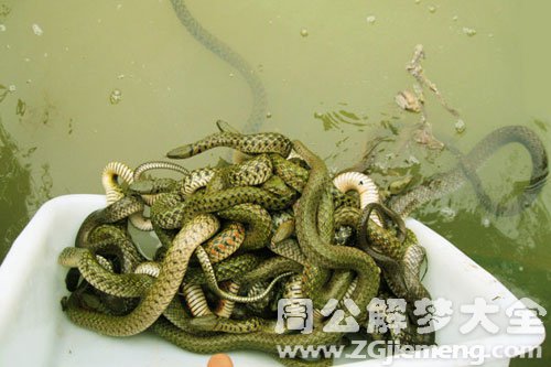 梦见泥潭里有蛇 梦见泥潭里有蛇