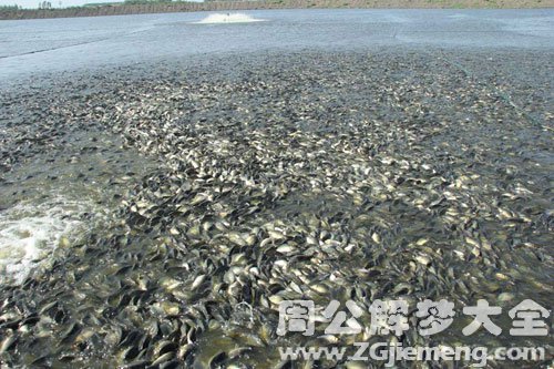 鱼池里有好多死鱼 鱼池里有好多死鱼
