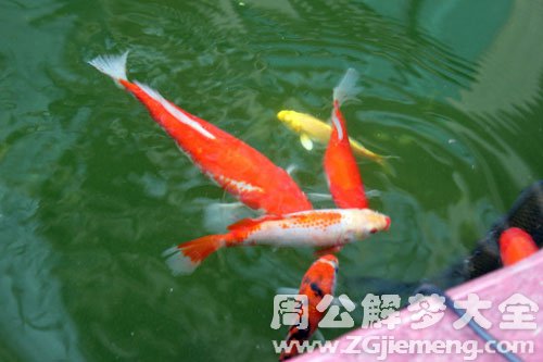 鱼池水满 鱼池水满
