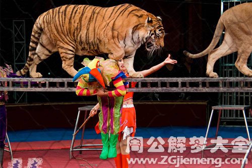 马戏团表演 马戏团表演