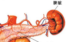 脾、胃的病理变化与梦境
