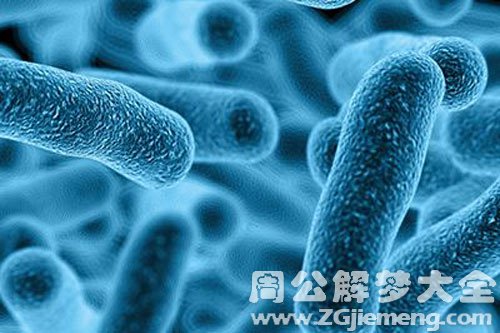 梦见很多细菌 梦见很多细菌
