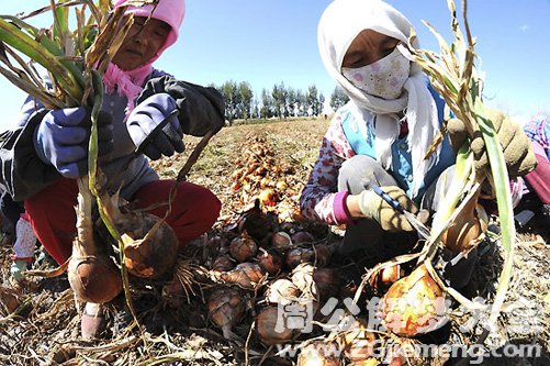 梦见地里挖洋葱 梦见地里挖洋葱