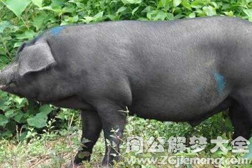 梦见杀了一头猪 梦见杀了一头猪