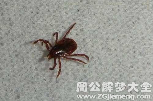 梦见头长虱子 梦见头长虱子