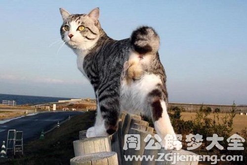 梦见旅游带猫回家