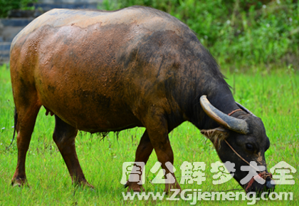 梦见水牛吃草.png 梦见水牛吃草.png