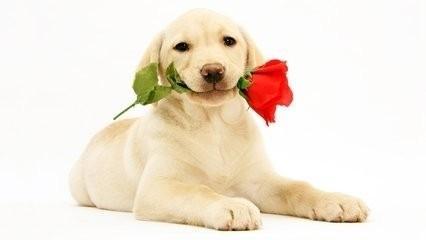 属狗人2017年10月运势预知