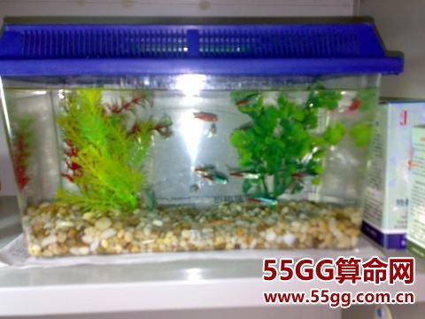 家中养鱼应该注意哪些风水事项？