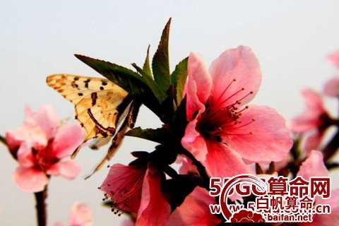 女人咋样催旺桃花运可以避免当剩女