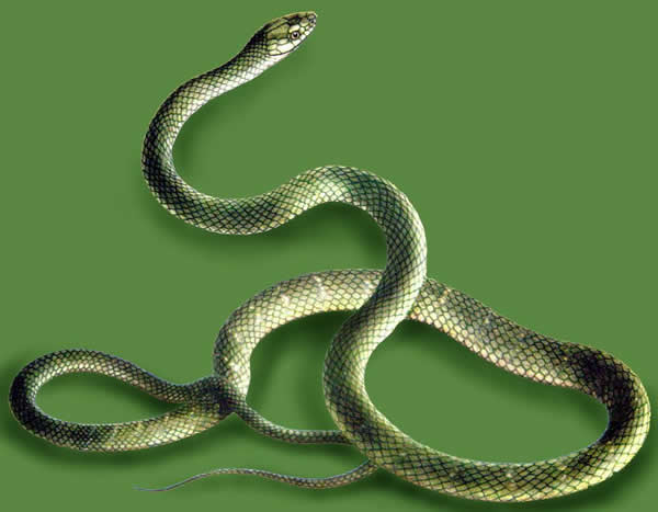 1989年属蛇的人2019年运程