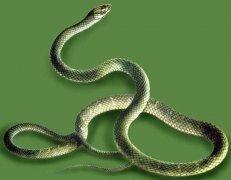 1989年属蛇的人2019年运程