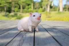 生肖猪出生在哪个月好？