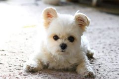 1992年的属狗人今年运势怎么样