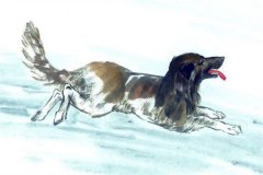 属狗的人和哪些生肖相冲