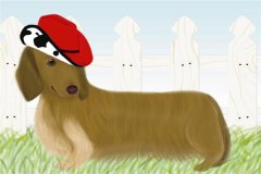 十二生肖中属狗的人命运如何？几点出生最好？